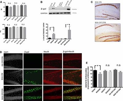 Overexpression of GSK-3β in Adult Tet-OFF GSK-3β Transgenic Mice, and Not During Embryonic or Postnatal Development, Induces Tau Phosphorylation, Neurodegeneration and Learning Deficits